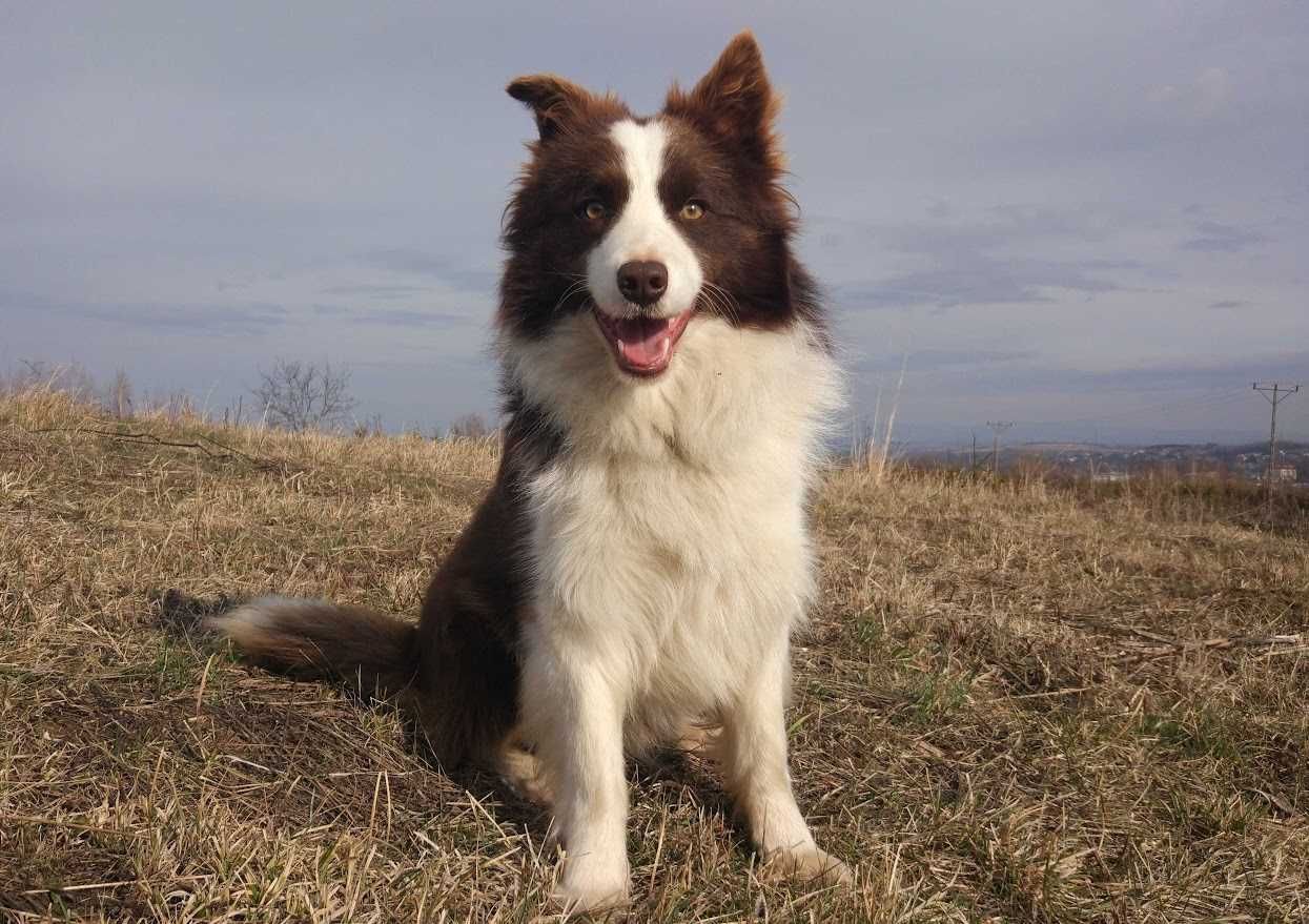 Border Collie - Piękny Pies o imieniu Dżambo z dok. Hodowlaną