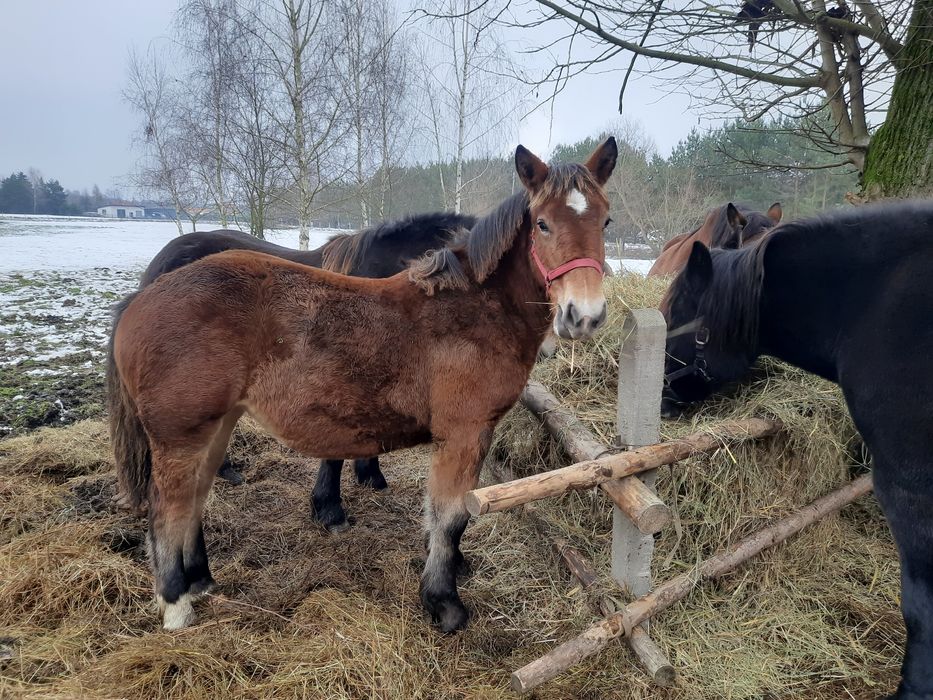 Sprzedam źrebówkę