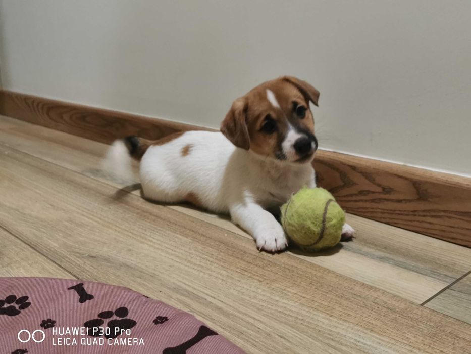 Jack Russell Terrier piękny piesek