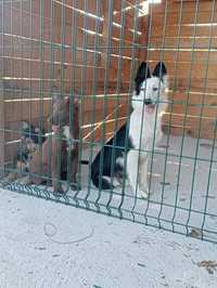 Border collie  fêmea