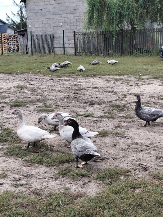 Sprzedam kaczki ze zdjęć