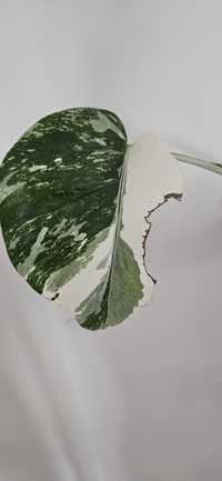 Sprzedam  monstera variegata