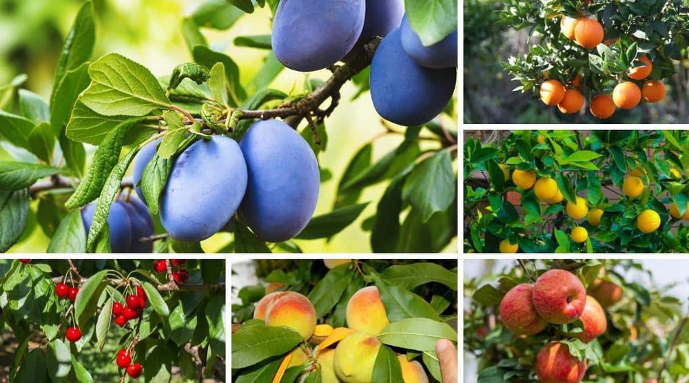 Плодові дерева. Саджанці плодових дерев. Абрикос. Груша. Персик. Череш