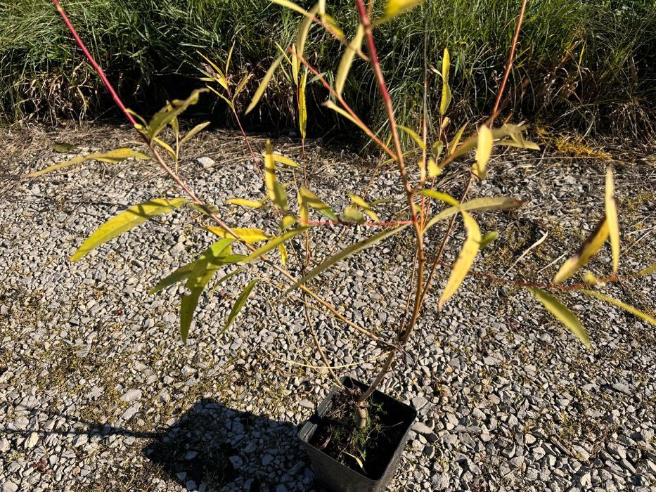 Wierzba płomykowa 'Yellow Flame' (Salix) Doniczka 2.0L