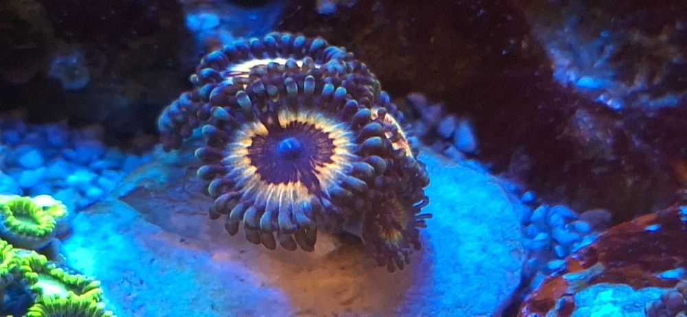 Zoanthus koralowiec morski szczepki