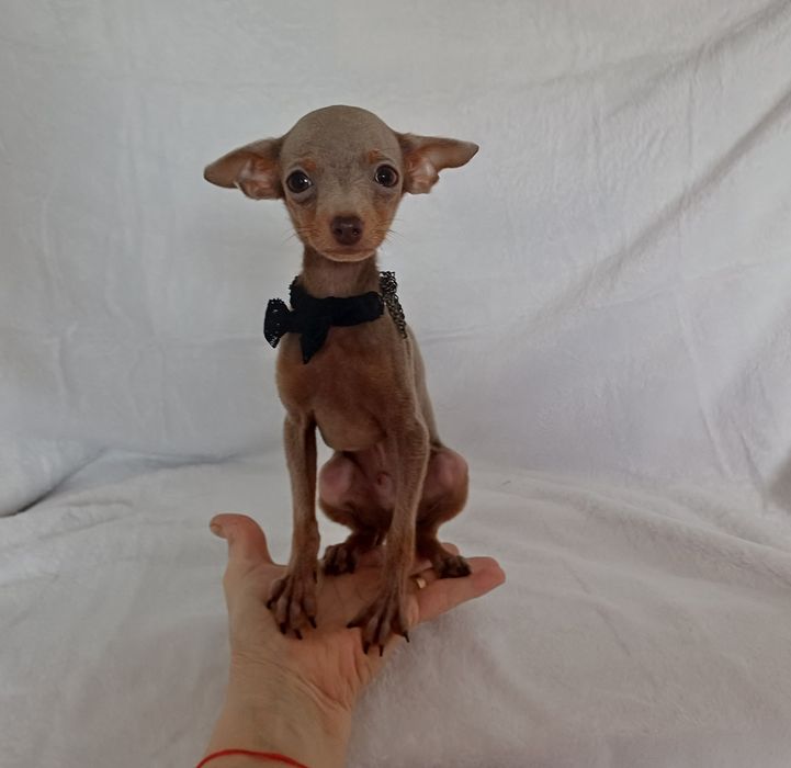 Супер мини  крошечный ладошечный