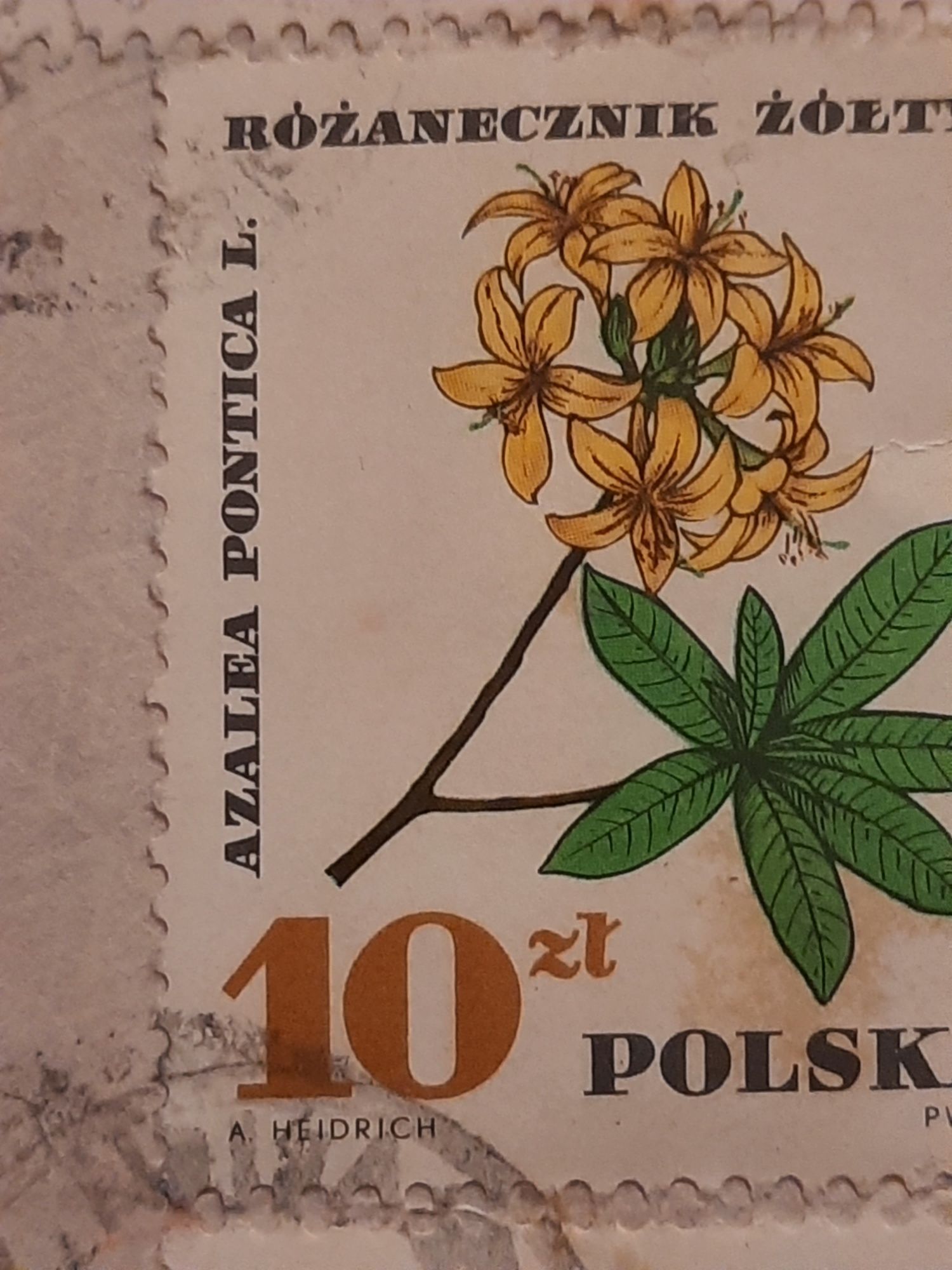 Znaczek pocztowy różanecznik żółty azalea pontica l. 10 złotych