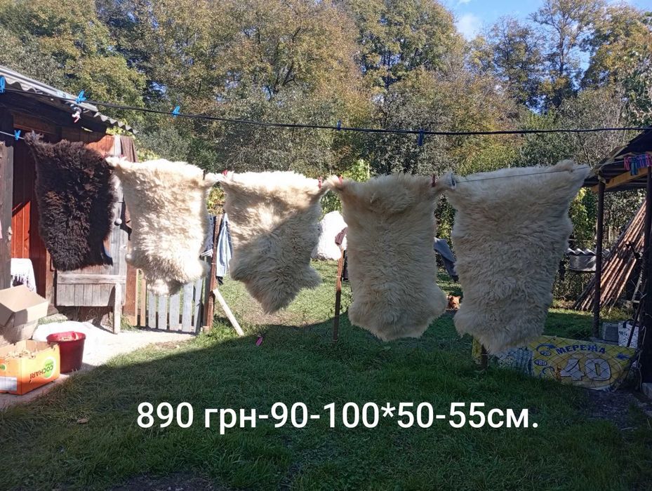 Баран козел круторогий шкури