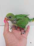 Ring necks para criar a mão verde e amarelo