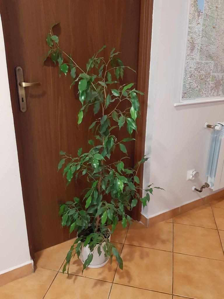 Fikus benjamin drzewko hoja