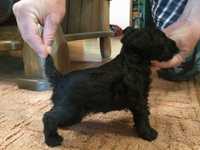 Sznaucer miniaturowy pies czarny piesek szczeniaki miniatura