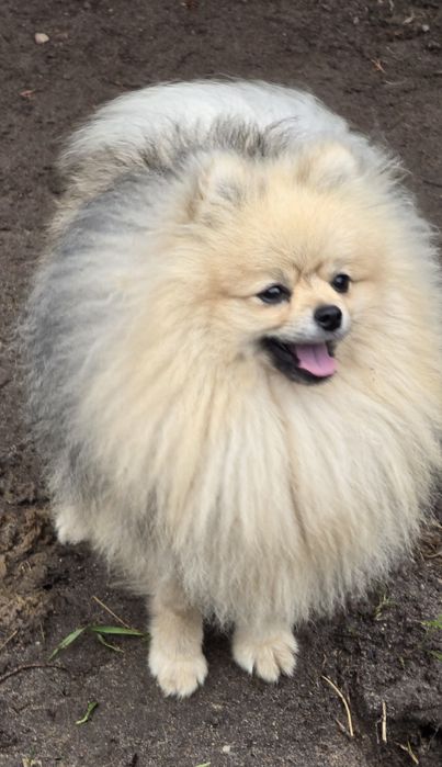 Pomeranian szpic miniaturowy zkwp FCI