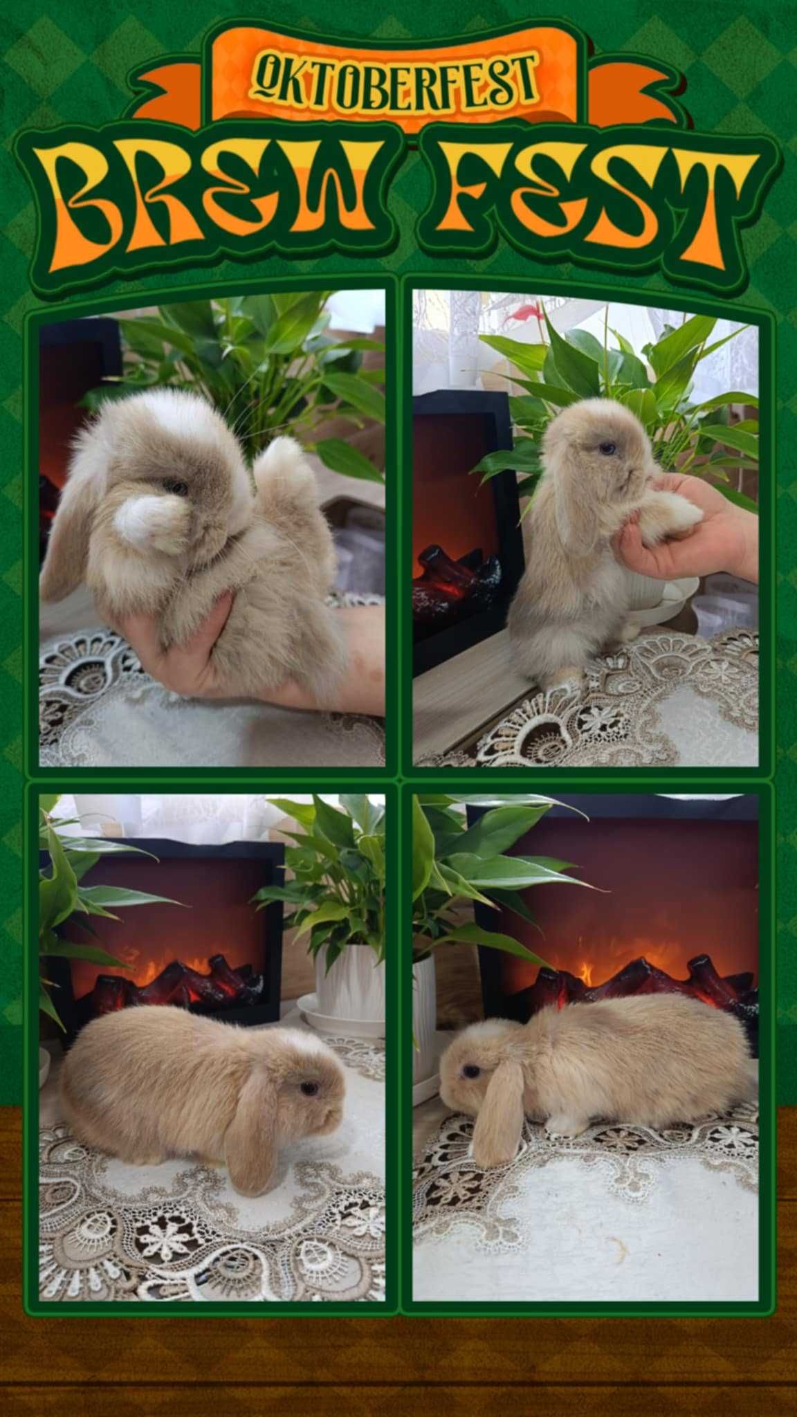 Mini Lopy baranki królik karzełek .Hodowla zarejestrowana KZHK