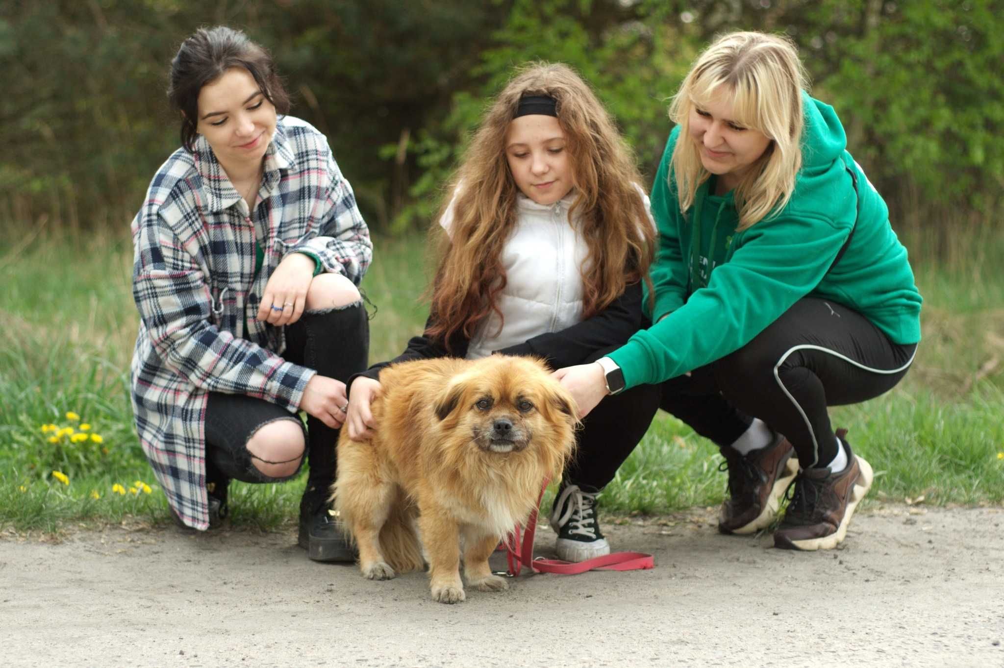 SZARTO - psiak w typie Pekińczyka/Spaniela tybetańskiego do adopcji