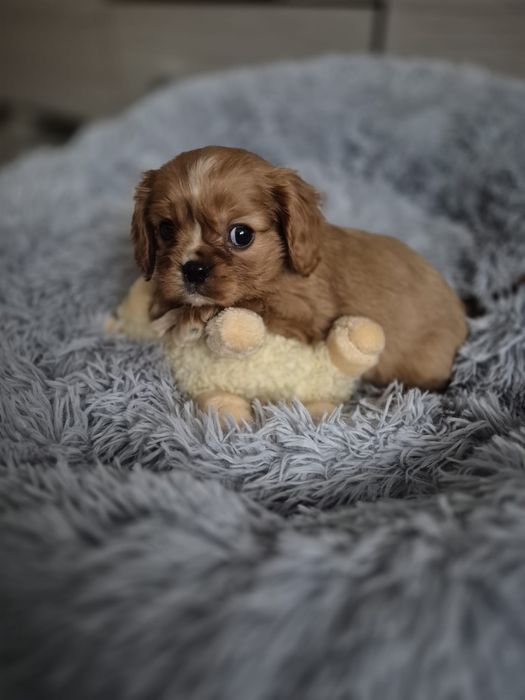 Cavalier King Charles Spaniel - rubinowa suczka