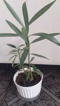 Oleander oleandry