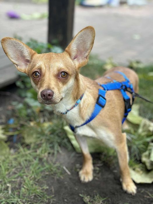 Kochana mała sunia czeka na swój dom adoptuj