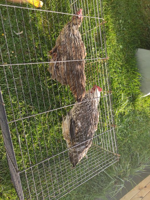 2 kury  rasowe Fawerole