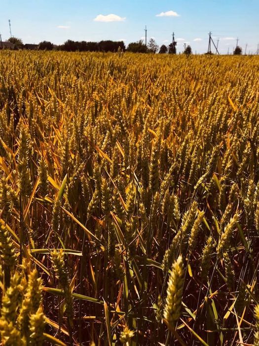 Продам пшению ціна 8.5