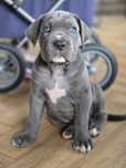 Samiec  CANE CORSO   po Championach! FCI