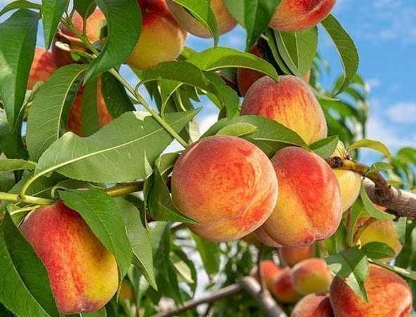 Саджанці персика (Роздріб, Опт, Дропшипінг)/ Саженцы персика