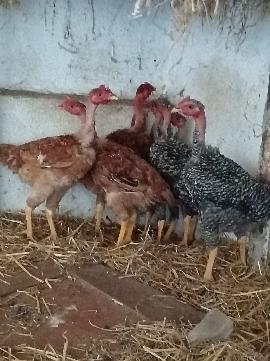 Frangos com 3 meses