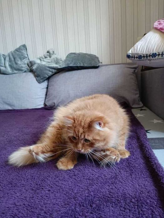отдам кота,  неежный, ласковый