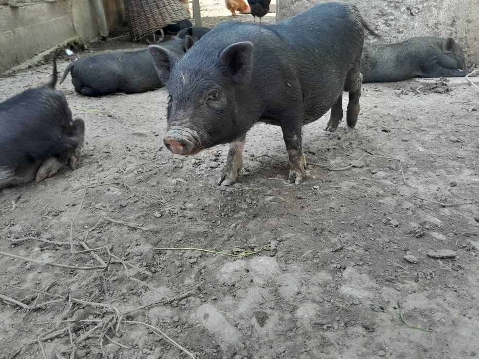 Поросята в'єтнамці