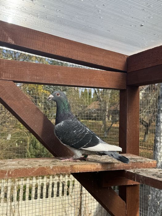 Gołębie staropolskie