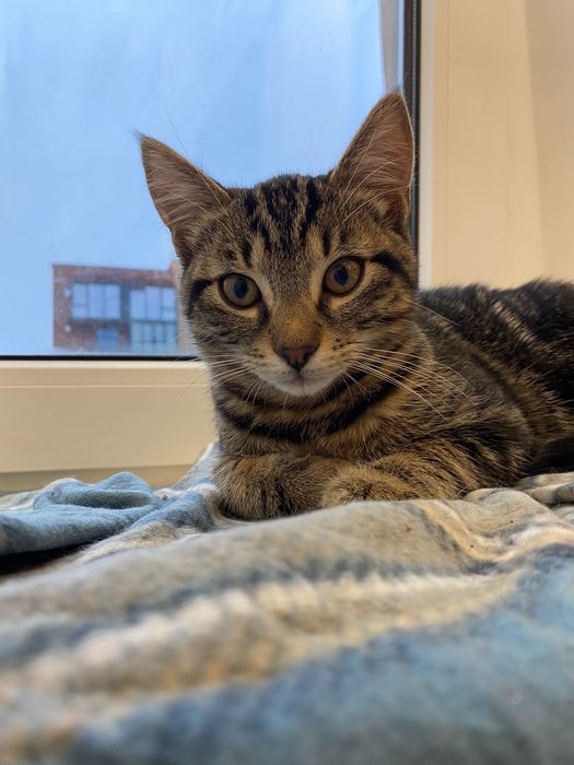 Кошеня ніжне і грайливе