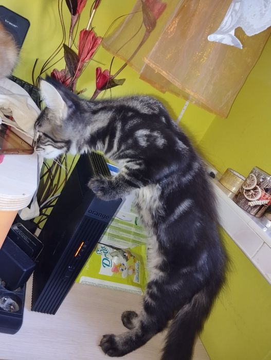 Maine Coon piękny kocurek