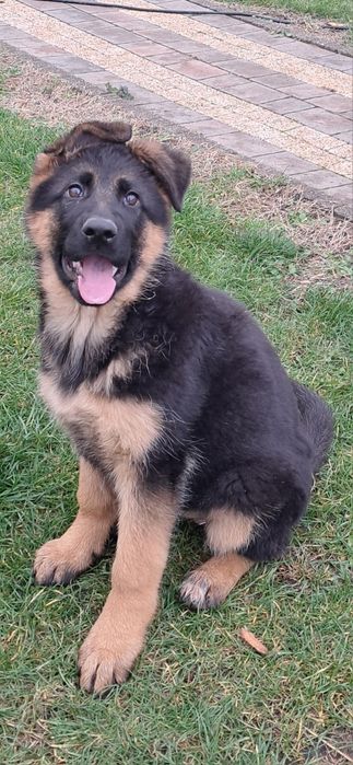 Owczarek niemiecki krótkowłosy fci