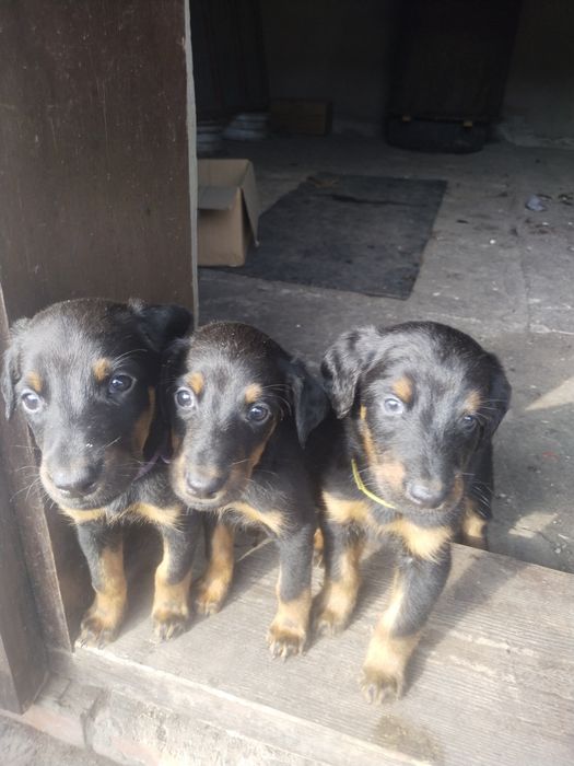 Цуценята  добермана