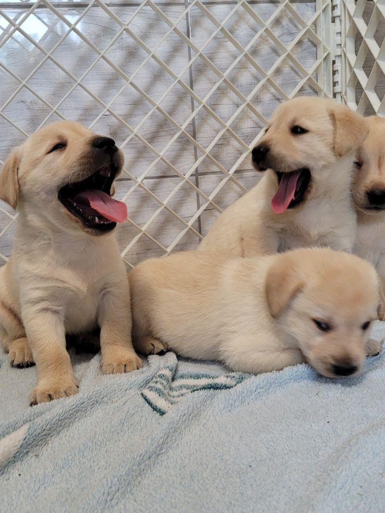 Labrador Retriever Szczeniak Biszkopt