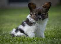 Spaniel Kontynentalny Miniaturowy Papillon ZKwP/FCI Suczka