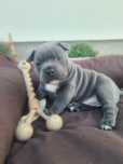 American Bully Pocket-dziewczynka Blu