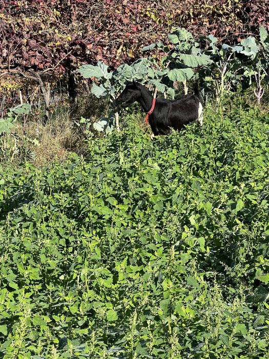 Cabra de raça grande