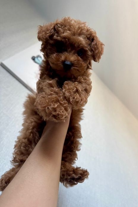 Той пудель Ред браун.     хлопчик