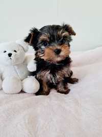 Mini Dziewczynka z Rodowodem Yorkshire Terrier