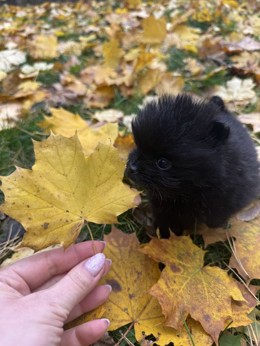Szpic miniaturowy piesek czarny
