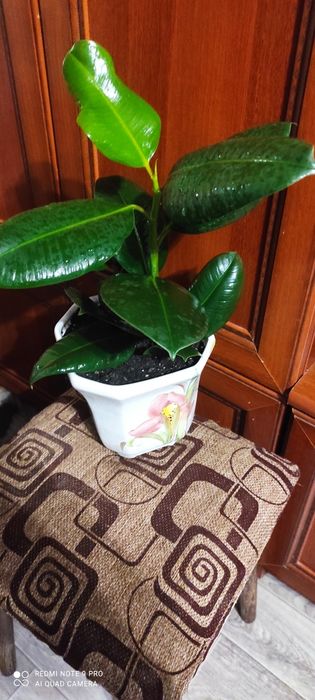 Фикус каучуковый