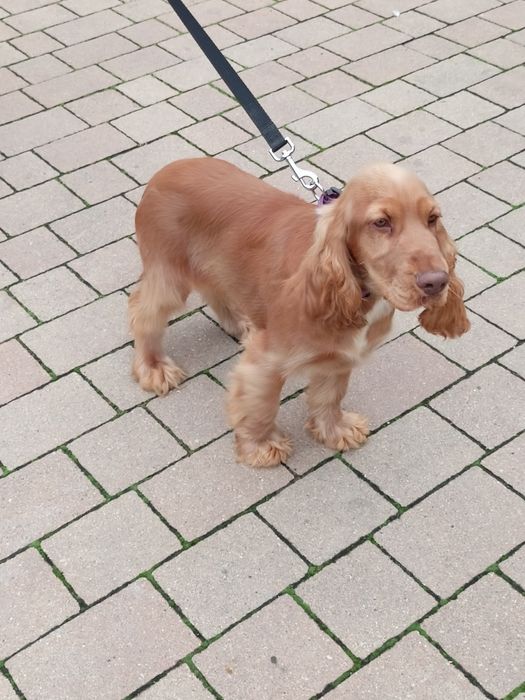 Piesek Cocker spaniel angielski