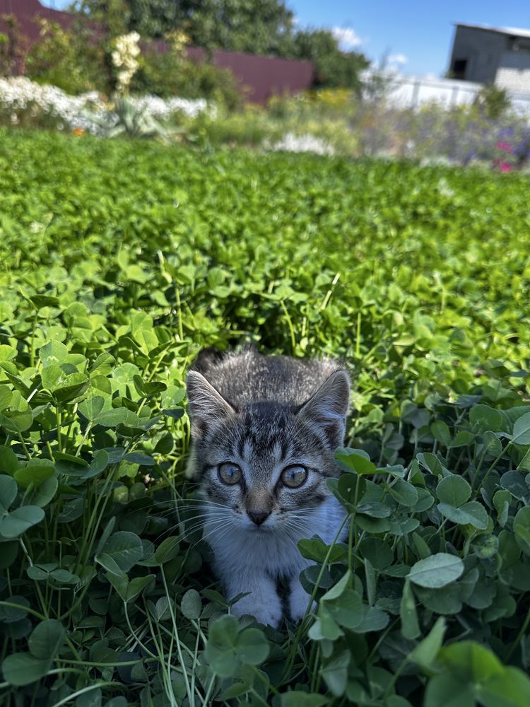 Котенята безкоштовно