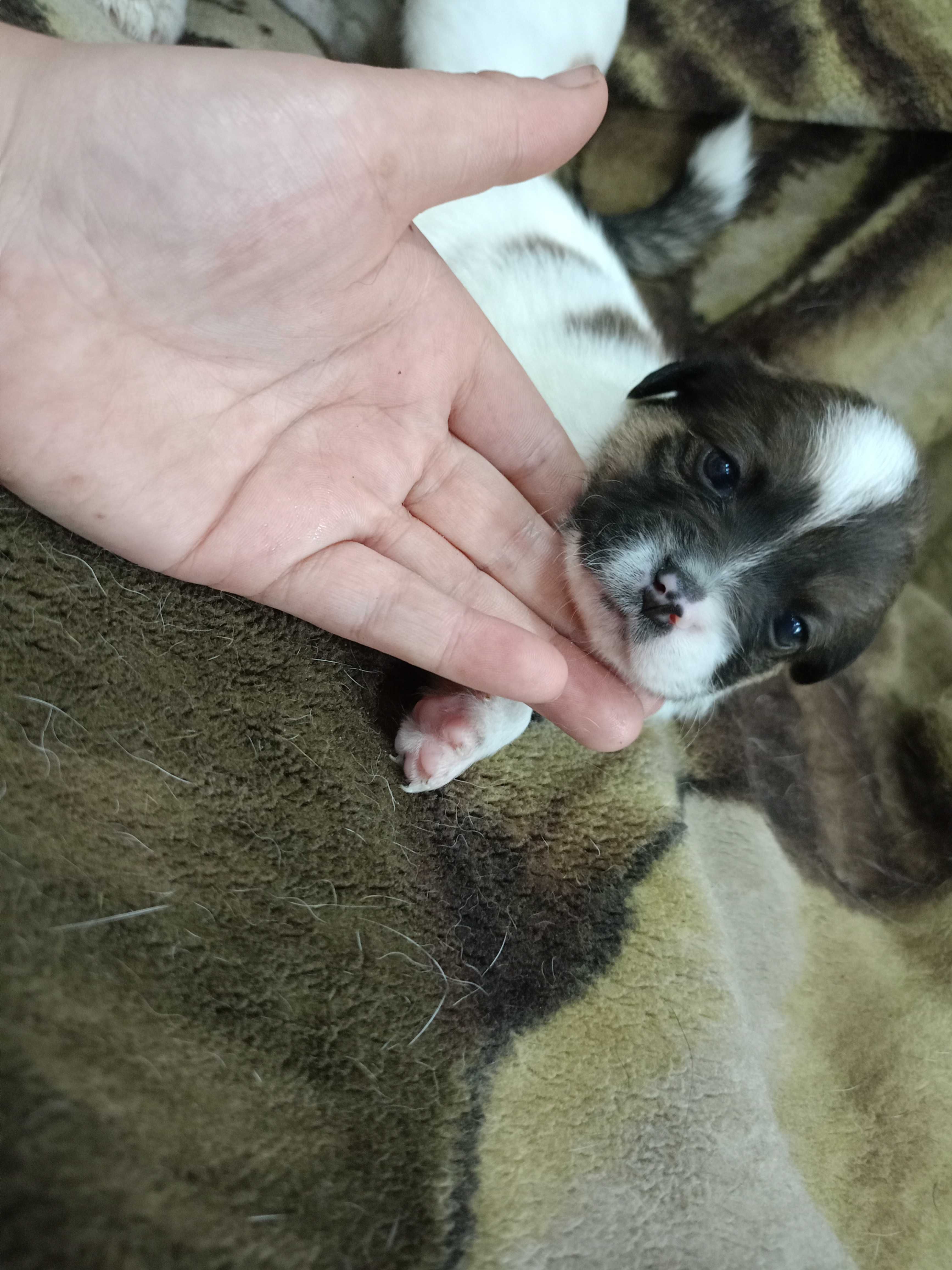 Oddam w dobre ręce