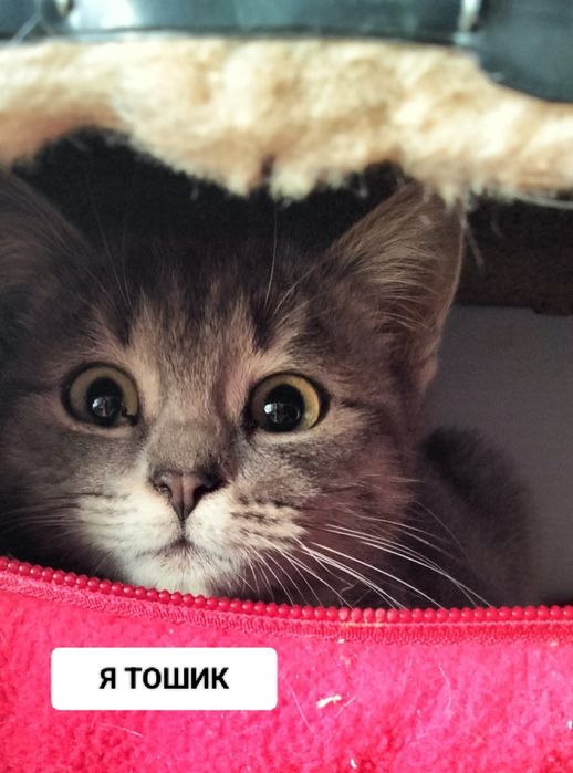 Котик шукає найкращу родину