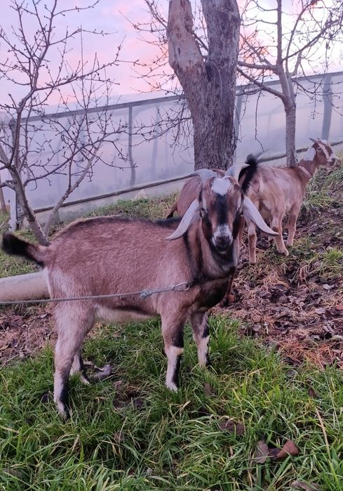 Продам молодого козлика .