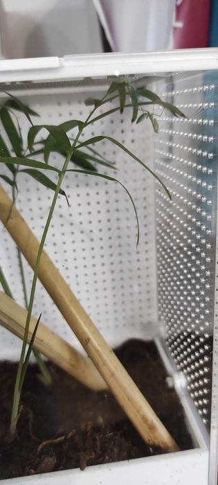Terrarium na zamówienie