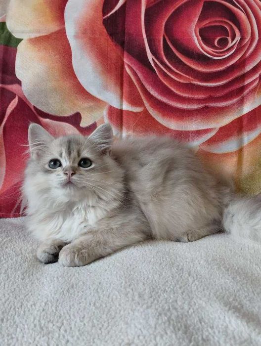 Шотландский длинношерстный котик в окрасе голубое золото ау11