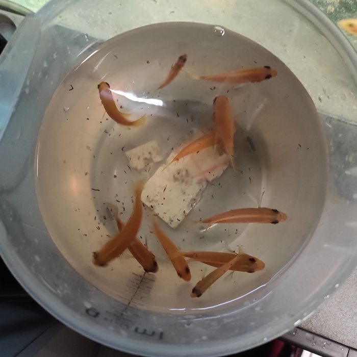 Pyszczaki Red redy i fier fish