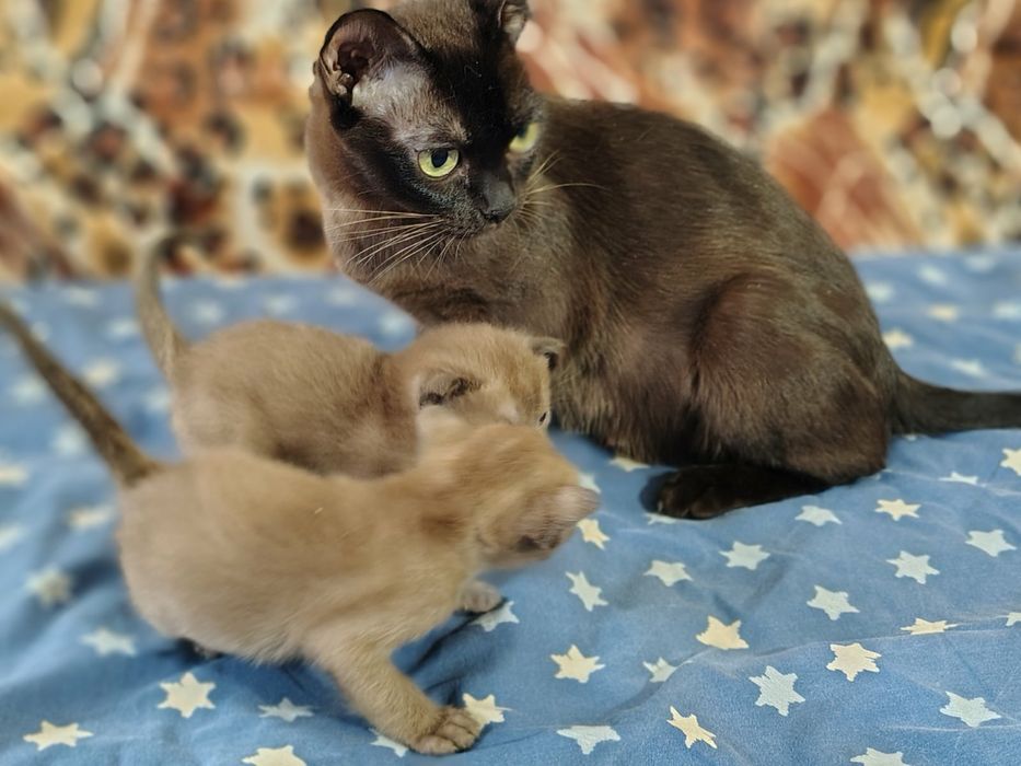 Бурма Европейская дівчата